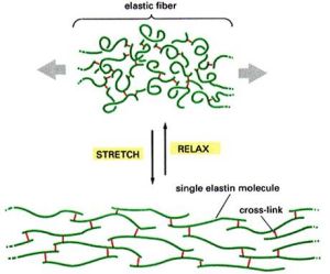 彈性蛋白 彈性蛋白