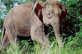 婆羅洲矮象