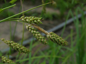 似莎薹草 似莎薹草