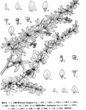 巴塘小檗 巴塘小檗