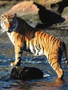 孟加拉虎 孟加拉虎