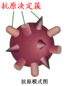 抗原模式圖