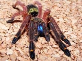 蓋亞那藍牙 蓋亞那藍牙