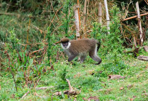 貝爾山綠猴 貝爾山綠猴