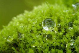 禿葉泥炭蘚 禿葉泥炭蘚