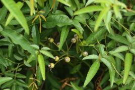 小金櫻子 小金櫻子