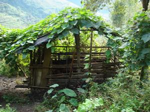 打散村發展重點-養殖業