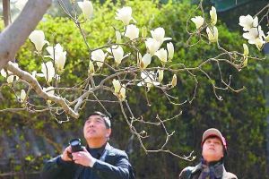 （圖）大覺寺古玉蘭