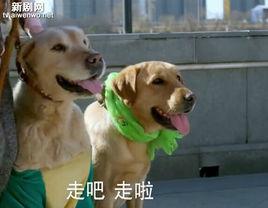 小米[《神犬小七》中的拉布拉多犬]