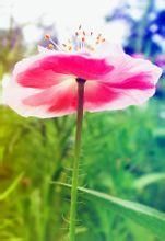 紅花疆罌粟 紅花疆罌粟