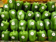 青椒[茄科植物名]