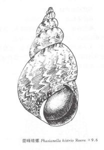 箭峰雉螺 箭峰雉螺