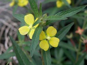 柳葉菜科 柳葉菜科