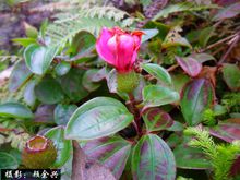 顧餘興原創《地稔》攝影圖冊