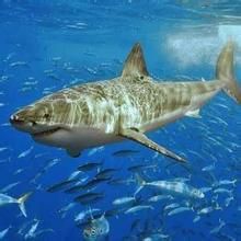 軟骨性魚 軟骨性魚