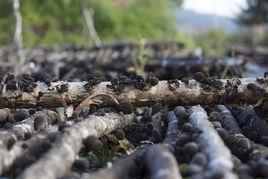 段木木耳 段木木耳