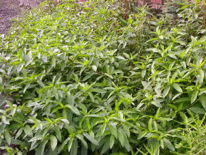 大安水蓑衣 大安水蓑衣