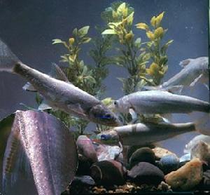 伊犁裂腹魚 伊犁裂腹魚