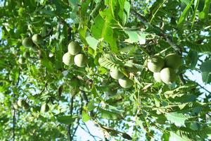 大瓦鍋村農村經濟-泡核桃