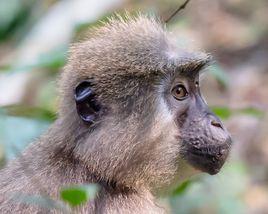 阿吉利白眉猴 阿吉利白眉猴