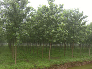 北林2號 北林2號