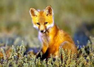 Red fox