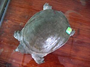 漢壽甲魚 漢壽甲魚