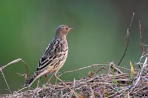（圖）粉紅胸鷚