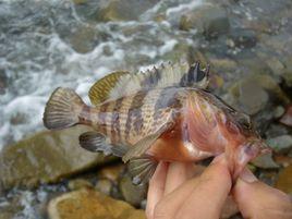 斑帶石斑魚 斑帶石斑魚