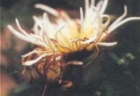 藥用植物菊花灰霉病 藥用植物菊花灰霉病