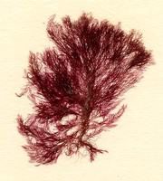 小麗絲藻 小麗絲藻