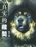 真實的藏獒 真實的藏獒