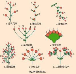 柔荑花杯盤菌 柔荑花杯盤菌