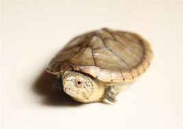 哈雷拉泥龜 哈雷拉泥龜