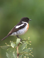 白翅蟻鵖 白翅蟻鵖