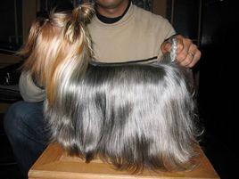 夏約克獵犬 夏約克獵犬