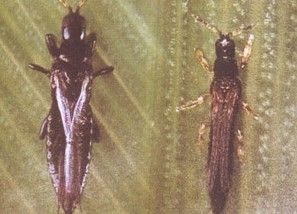 管薊馬科 管薊馬科