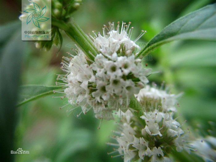 薄荷--原植物