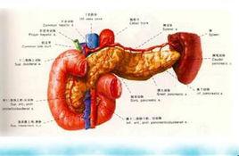 脾土[詞組釋義]