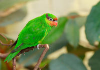 紅喉綠吸蜜鸚鵡