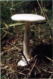 雪白鵝膏 雪白鵝膏