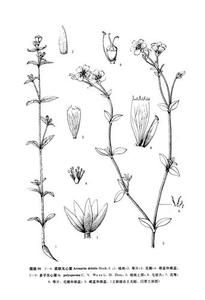 滇蜀無心菜 滇蜀無心菜