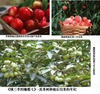 桃三李四橄欖七 桃三李四橄欖七