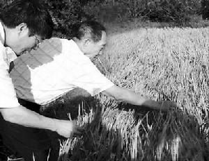 袁隆平院士在高產示範基地查看雜交稻的長勢情況