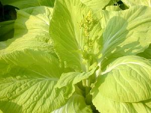 華容黃白菜苔 華容黃白菜苔