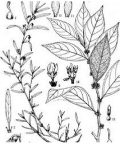 鼠鞭草屬 鼠鞭草屬