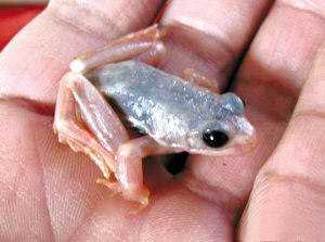 吉林長白山林區罕見白蛙 