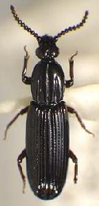 條脊甲科 條脊甲科