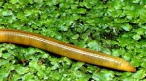 直隸環毛蚓 直隸環毛蚓