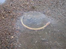 雁鳴湖濕地實拍